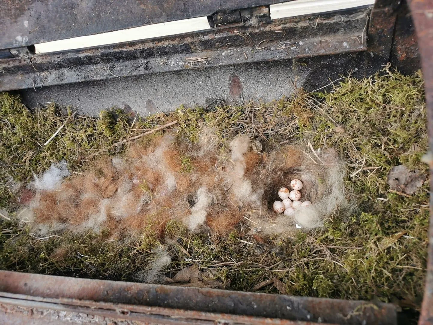 Munadega tihasepesa perekond Paadi väligrillis.
