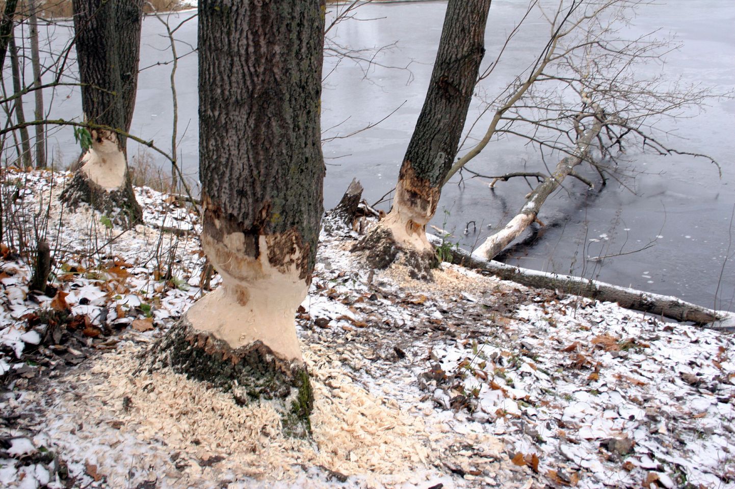 Kobraste näritud puud Pärnu vallikraavi ääres eelmise aasta sügisel.