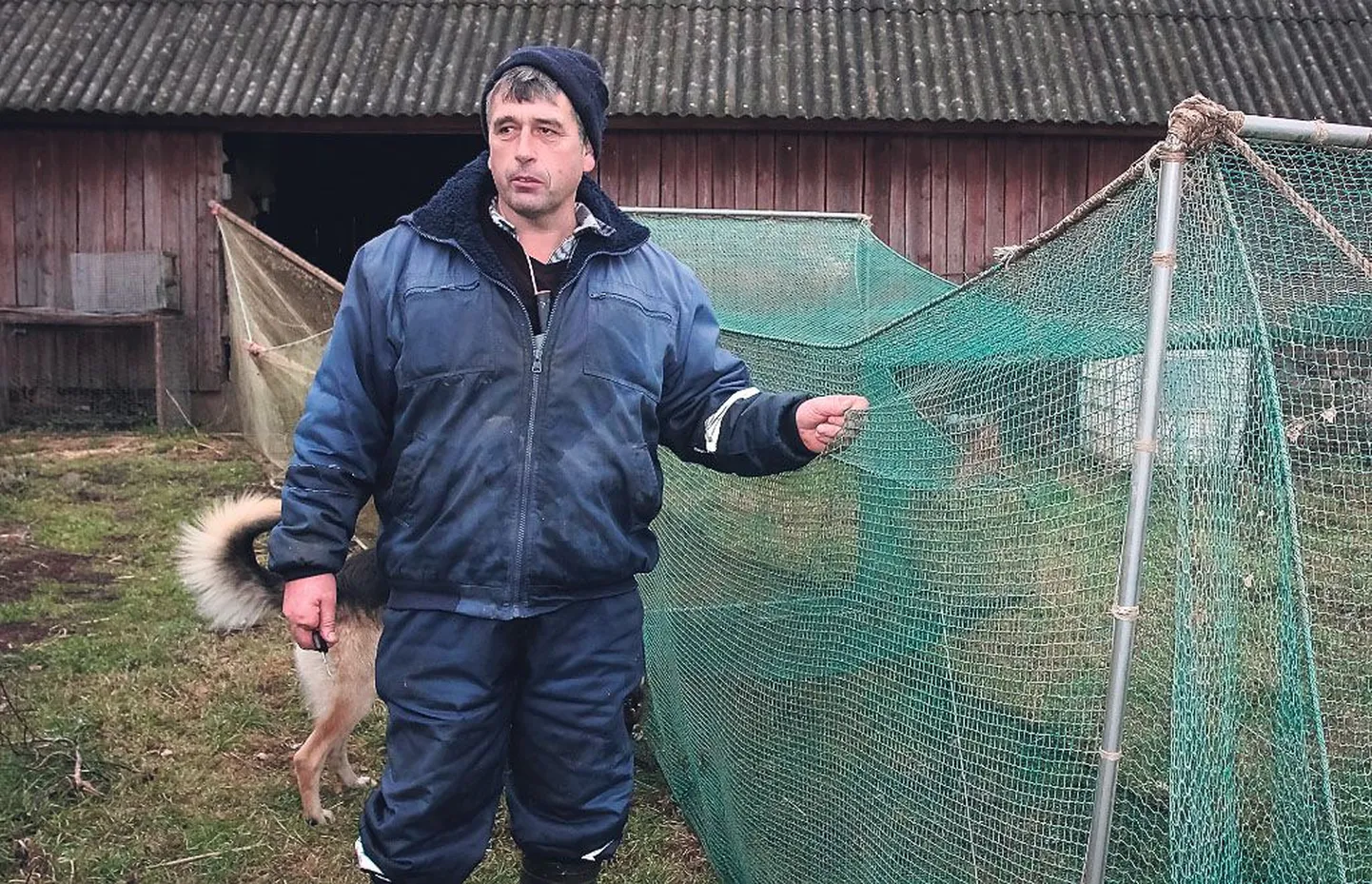 Jaagupi kalur Avo Naar oli hülgekindla mõrra peale sedavõrd kindel, et algul ei tahtnud uskudagi, et hüljes selle lõhkumisega hakkama sai. “Aga kes muu kolm kilomeetrit kaldast kaugel meres?” küsis ta siis endalt.