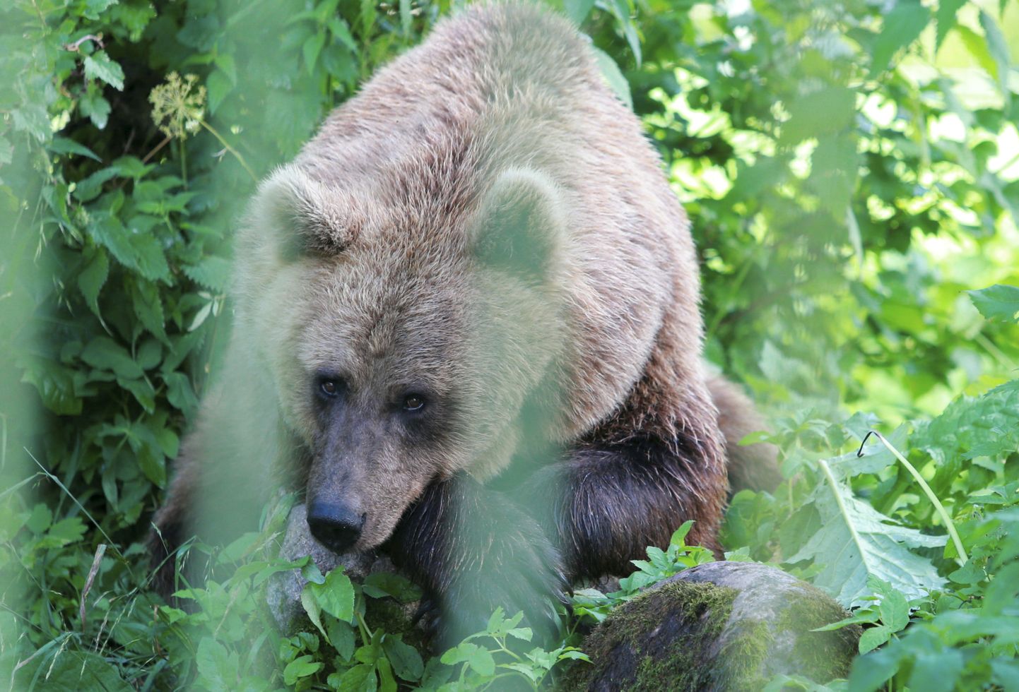 Karu Karoliina Elistvere loomapargis.