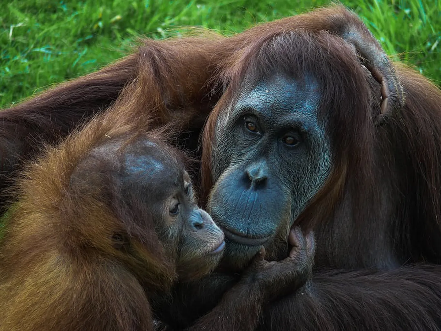 Teadlased on tuvastanud orangutanide ja veel kolme ahviliigi puhul, et need naljatlevad. Sageli jääbki naljaheitmine ühepoolseks tegevuseks.