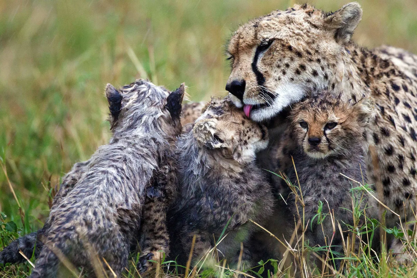 Gepard ja pojad.