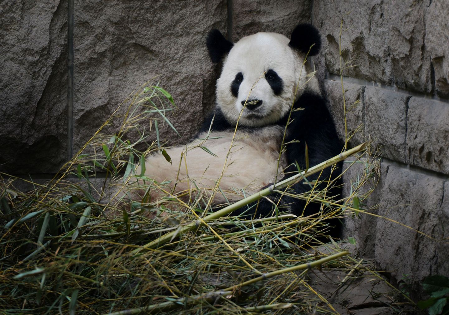 Panda jõudehetkel Pekingi loomaaias.