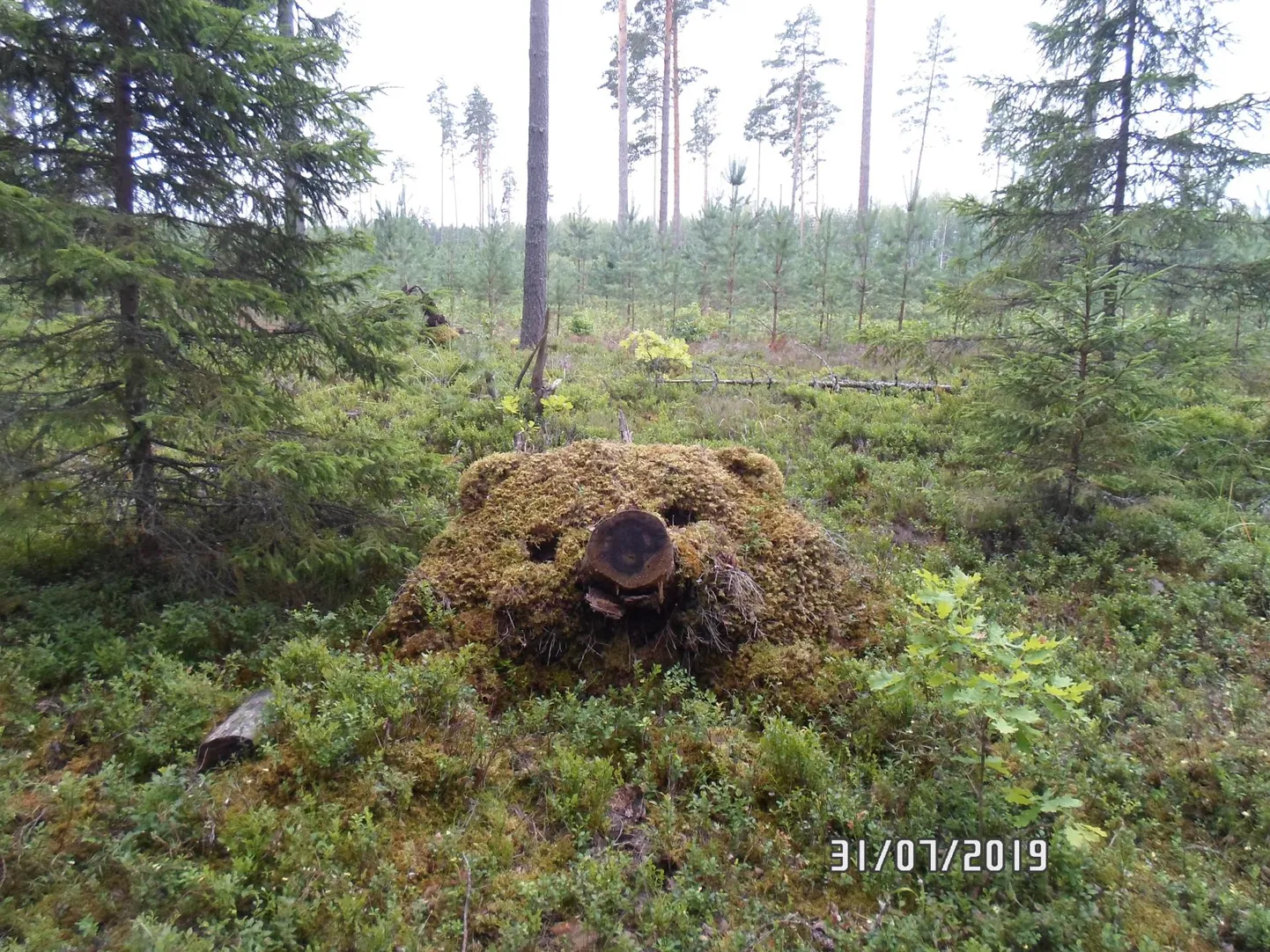 Hobifotograaf trehvas Sänna kandis «karu».