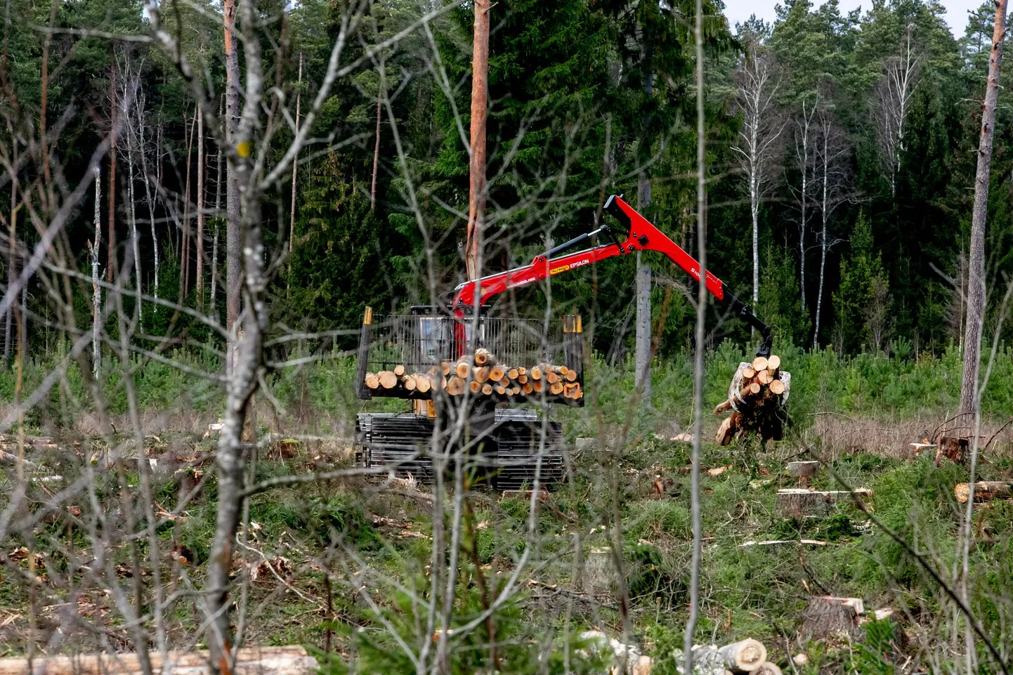 RMK-l on kavas majandada matkarajade ümbruse metsa lageraie abil.