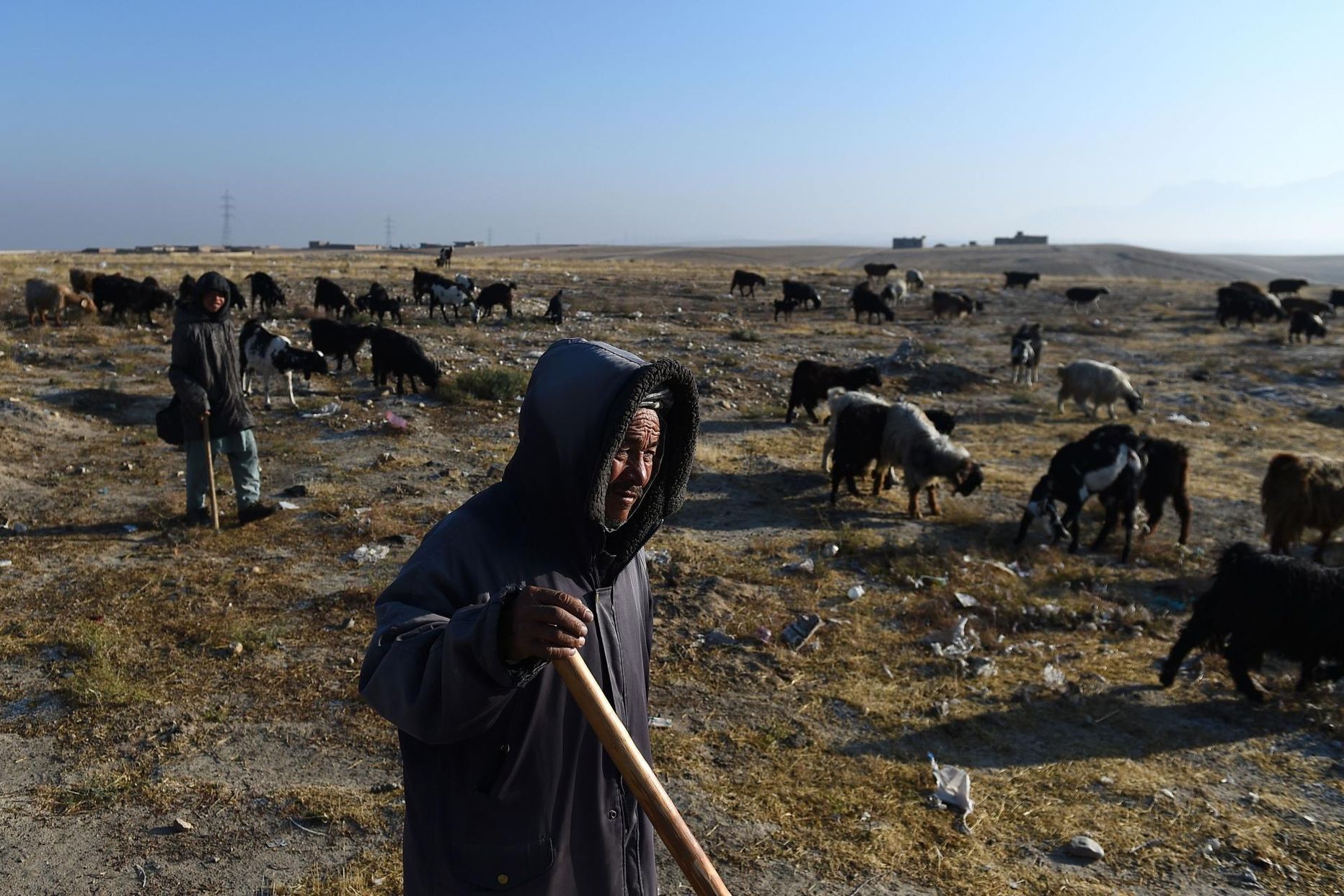 Karjased juhtimas oma loomi rohumaale Mazār-e Sharīfi linna lähistel Põhja-Afganistanis. Paljude piirkonna loomapidajate karja hävitas mullune ränk põud. FOTO: Farshad Usyan/afp/scanpix