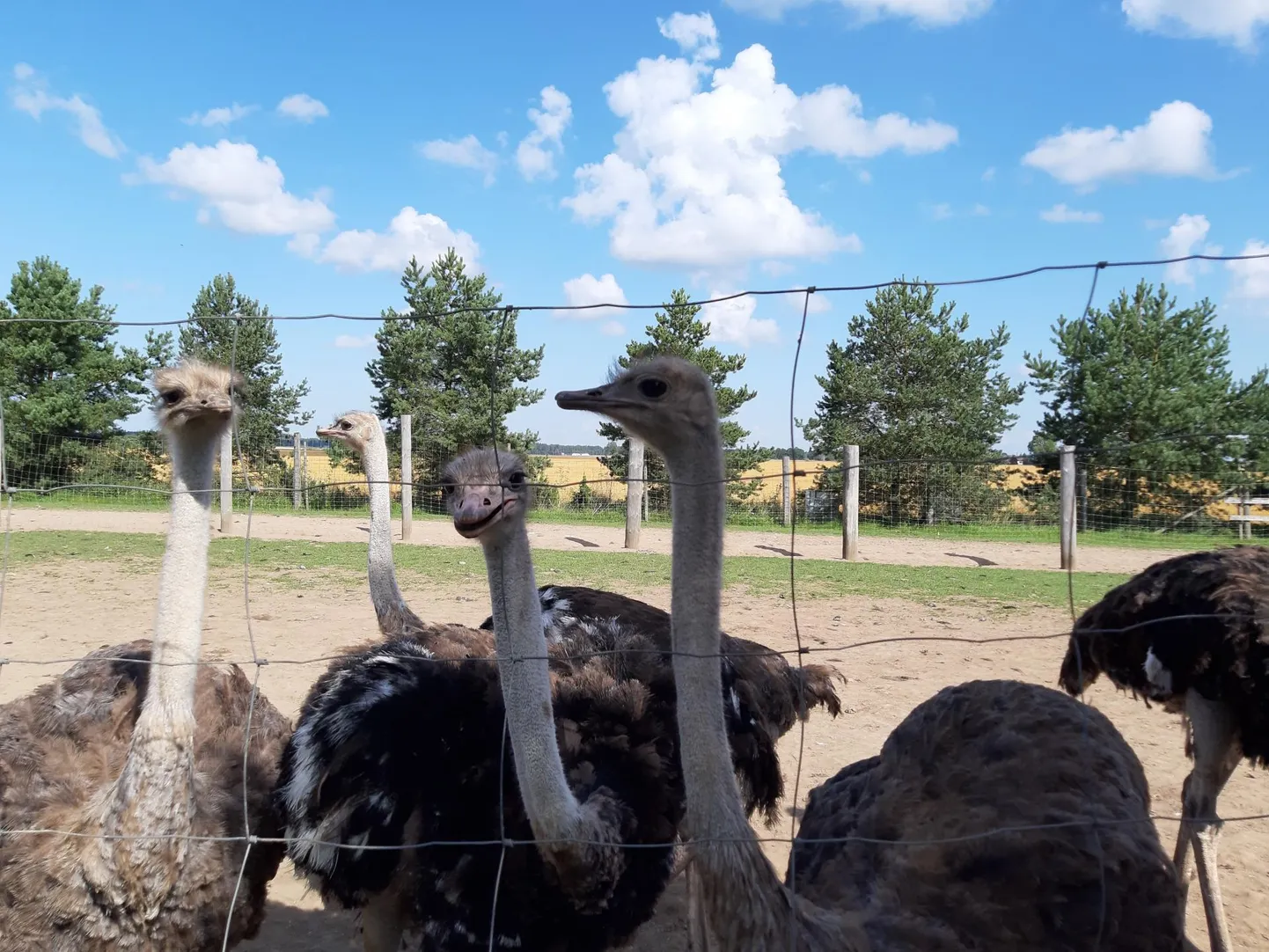 Millal Imavere jaanalinnufarm uksed lahti saab teha, pole teada, kuid jaanalinnud juba munevad ja suurematest poodidest võib neid mune ka osta.