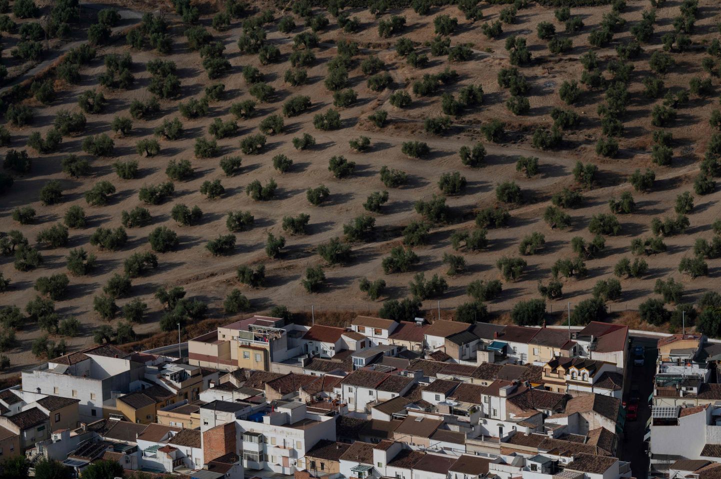Oliivipuu istandus Kagu-Hispaanias Jaenis.