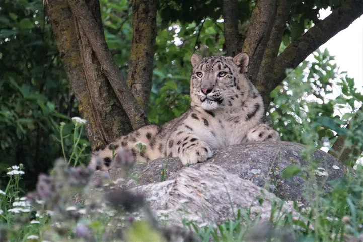 FOTOD Vaata, kuidas Tallinna loomaaia lumeleopard hambaarstil käis