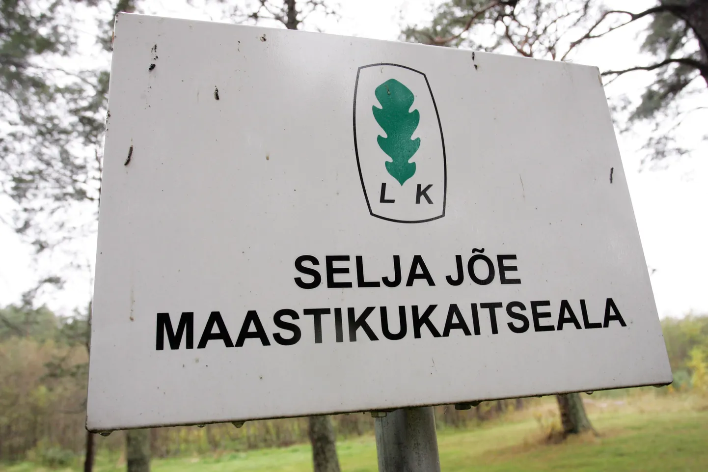 Kui esmalt kandis Selja jõgi mereranda uimaseid vähke, siis täna leidsid kalurid rannast juba surnud lõhesid ja meriforelle.