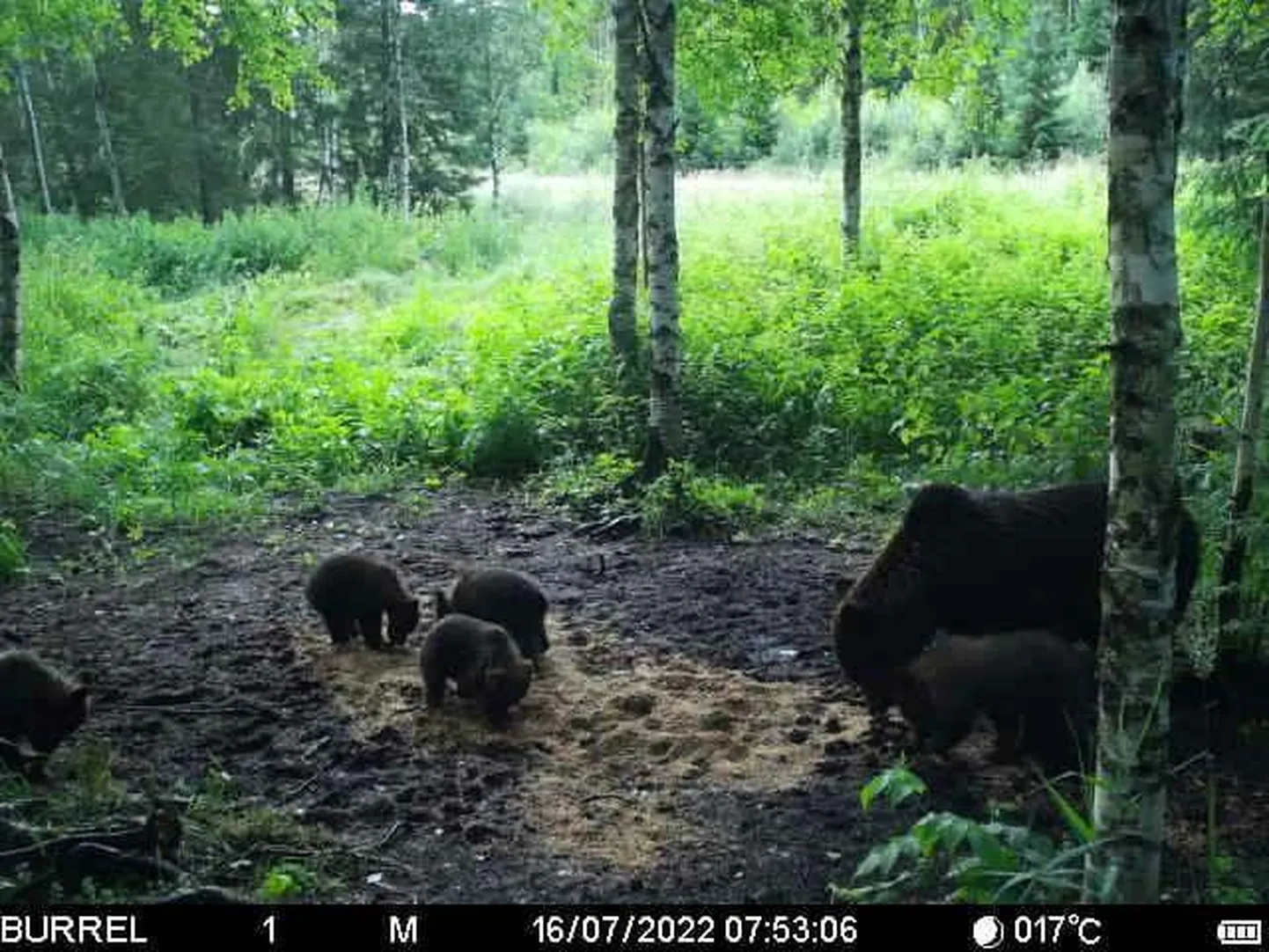 Rajakaamera foto karuperest Pärnumaal tänavu juulis.