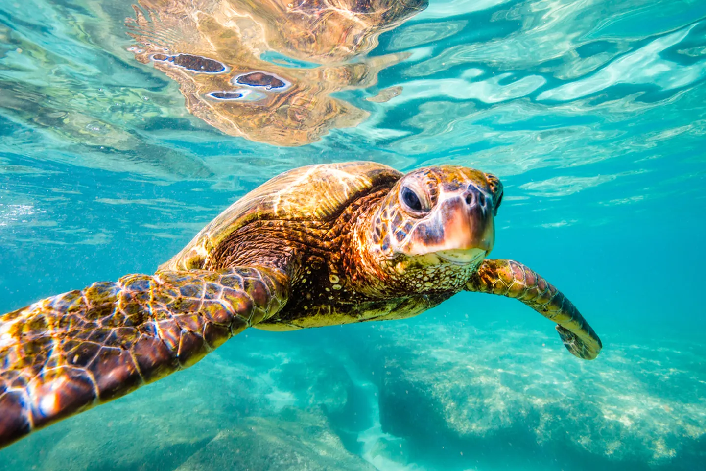 Морская черепаха. Снимок иллюстративный.
