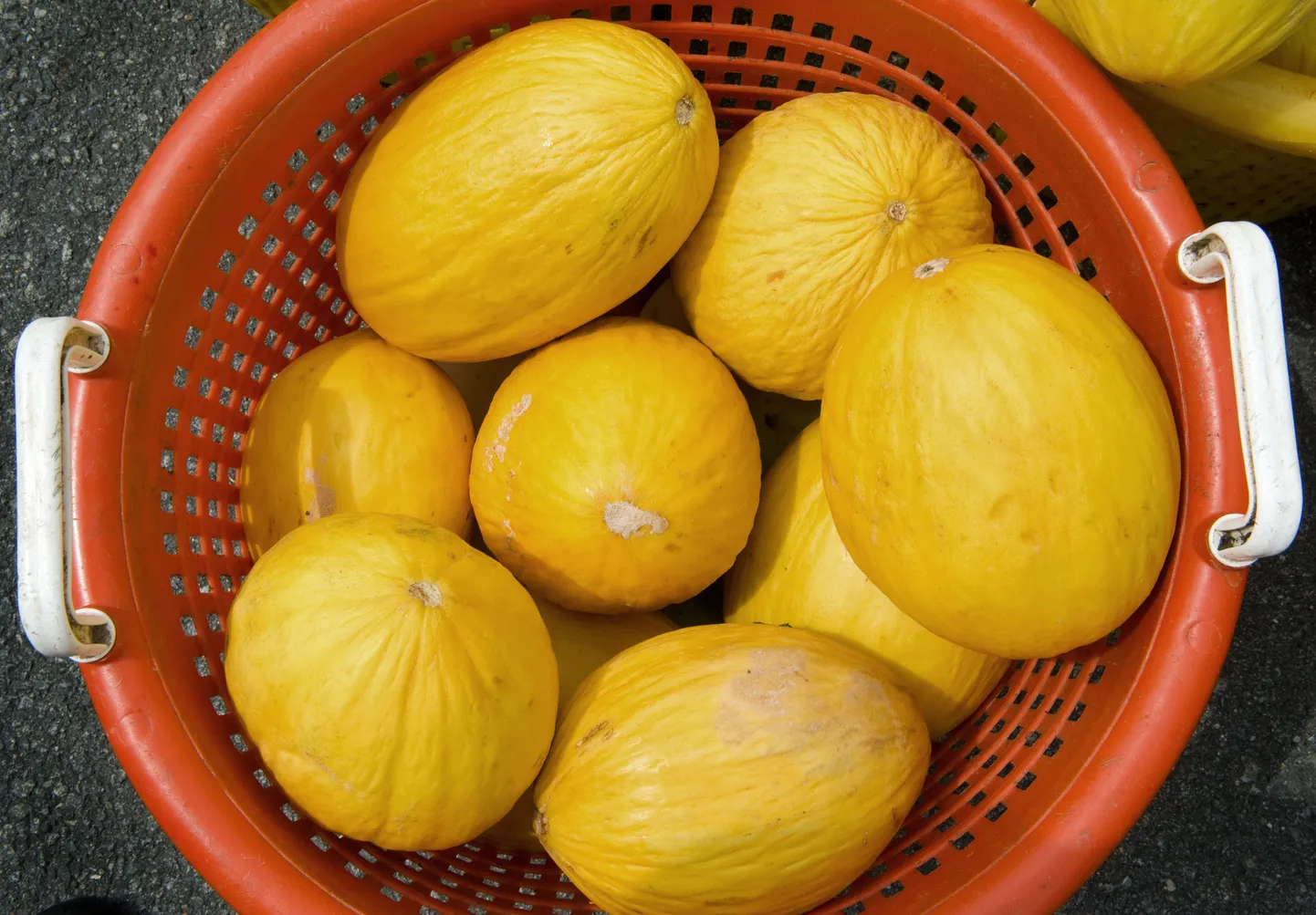 Melonid
