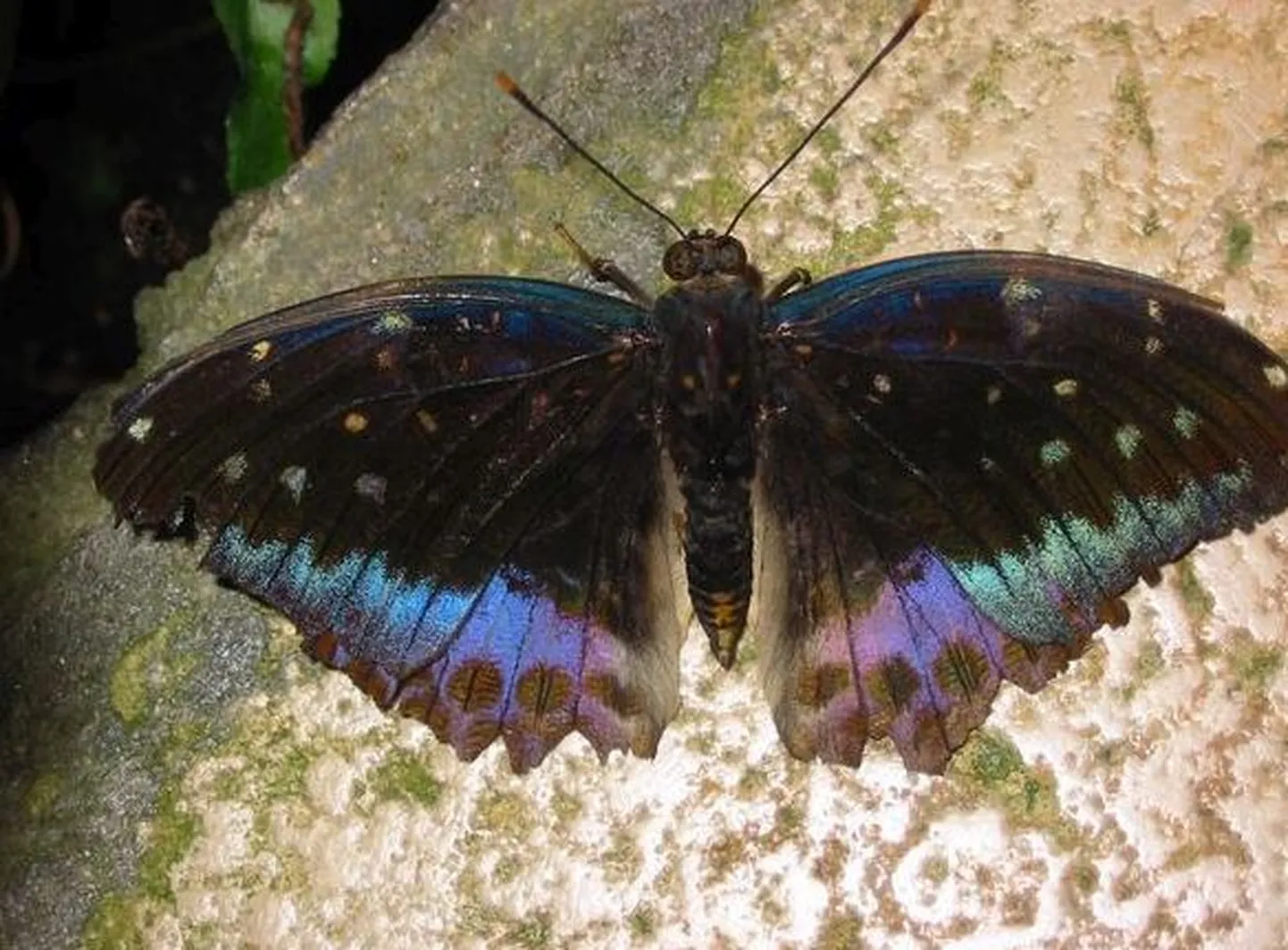 Lexias pardalis liblikas