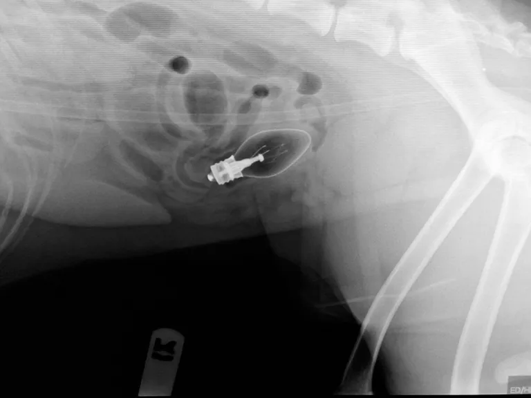 Kuldse retriiveri kõhus oli elektripirn. Foto: Veterinary Practice News / Caters News