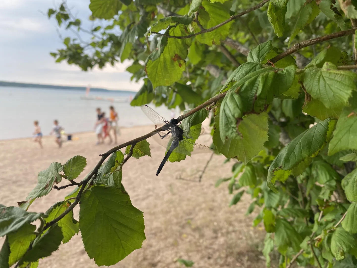 SUVI KESTAB VEEL. Temperatuur on uuel nädalal veel piisav, et teha mõni suplus.