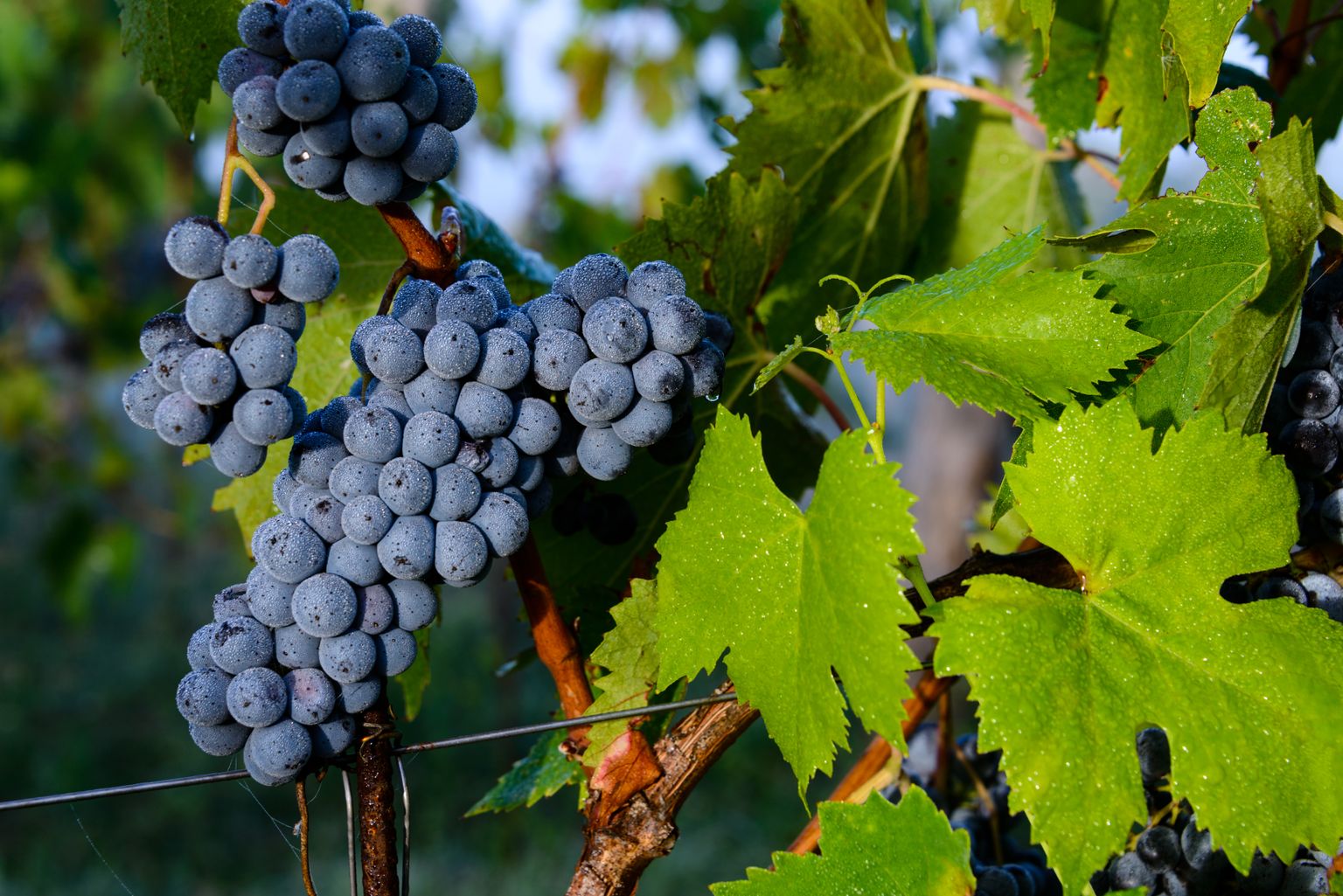 Maailma väikseima viinamarjaistanduse vein Via Mari 10 valmib Sangiovese viinamarjadest