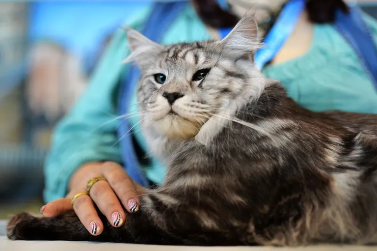 Kandiline nägu on enamasti omane maine coon'ile. Foto: