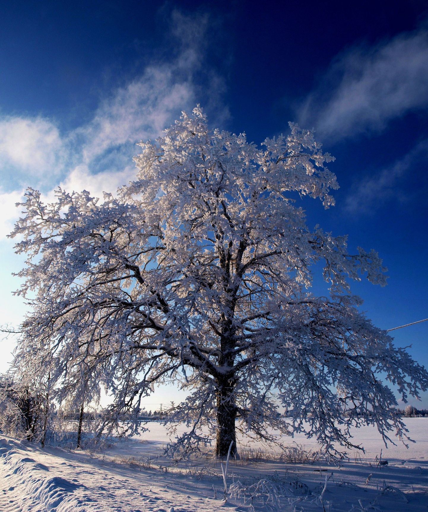 Lumine Tammepuu Viljandimaal