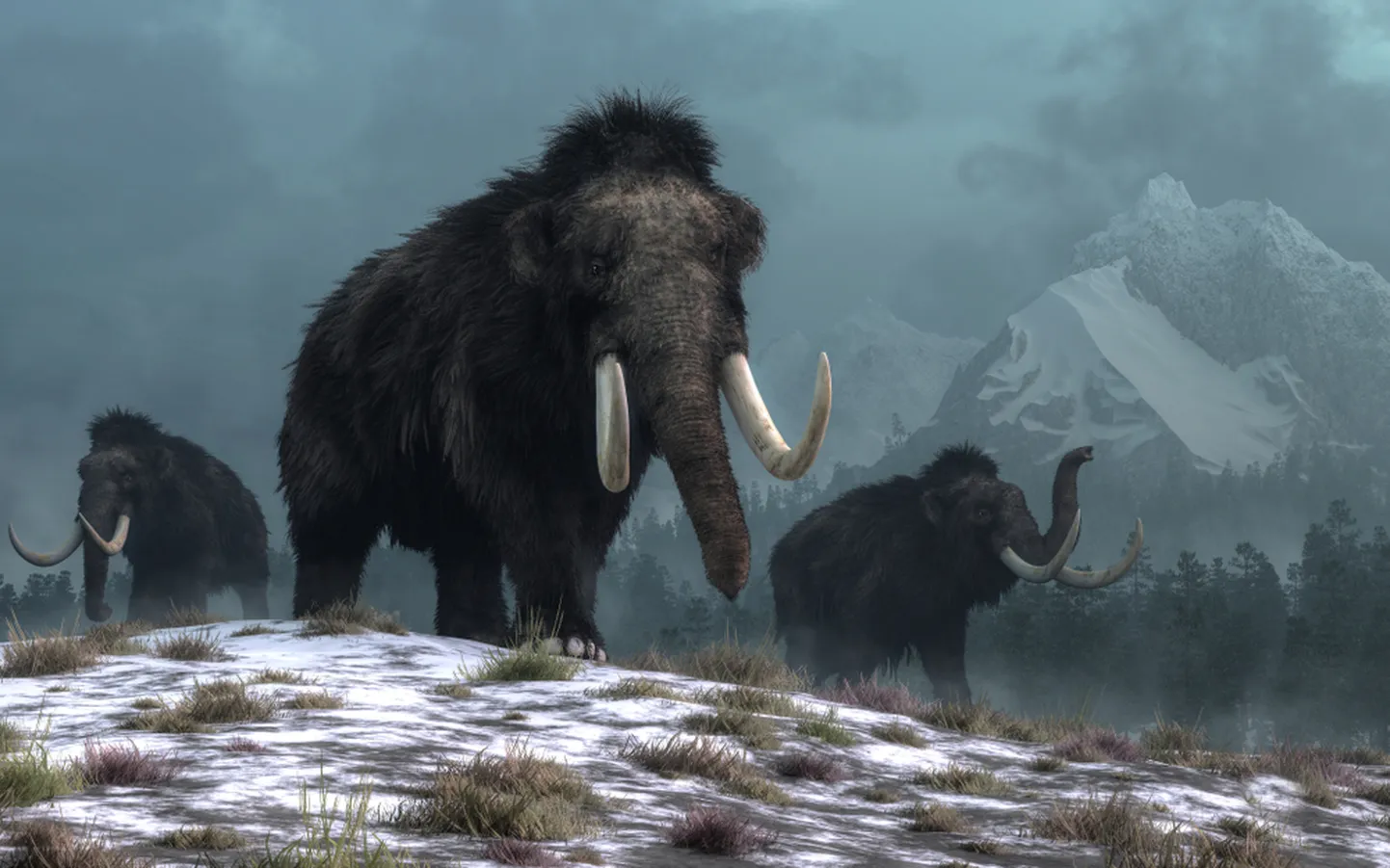 Mammut