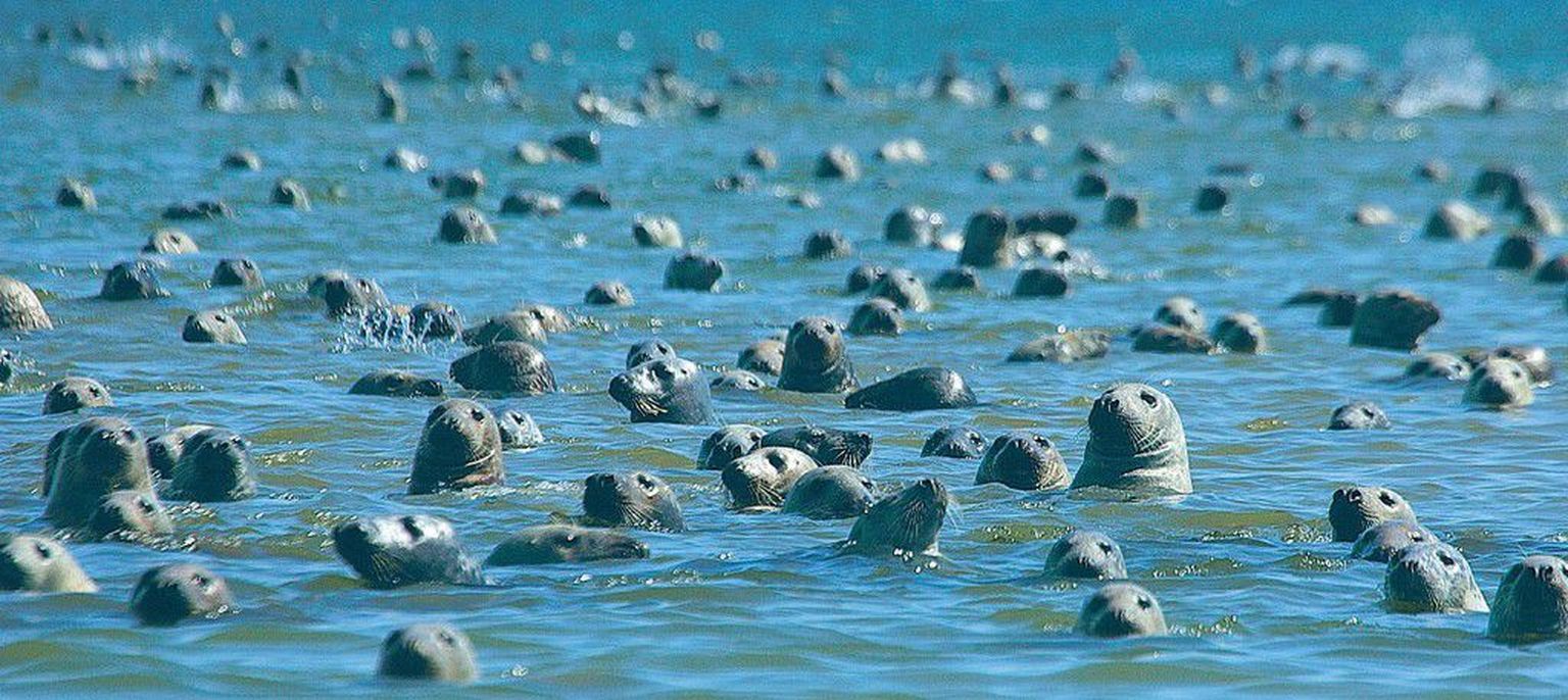 Veest välja vaatav pikakoonuline hüljes meenutab kõrvadeta koera. Need sajad meres mõnulevad hallhülged jäid pildile tänavu mais Saaremaa lõunarannikul.