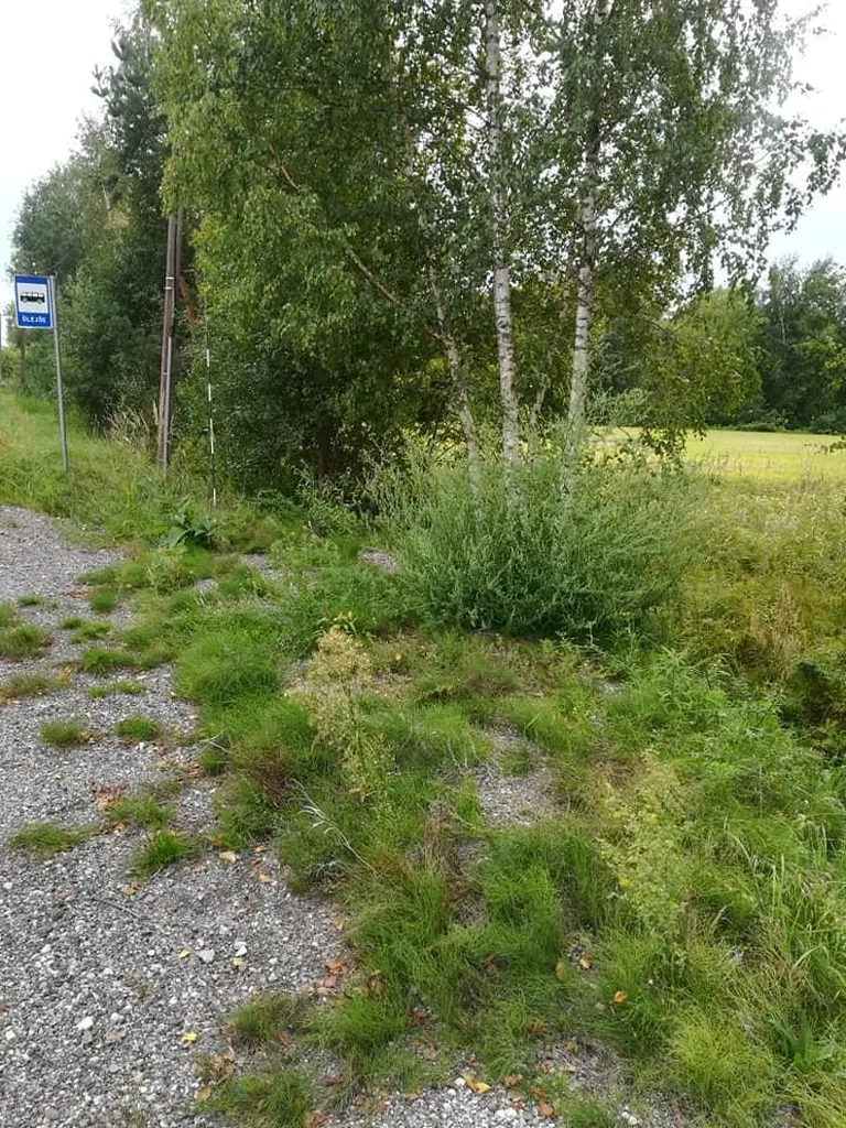 Rohtukasvanud bussipeatus.