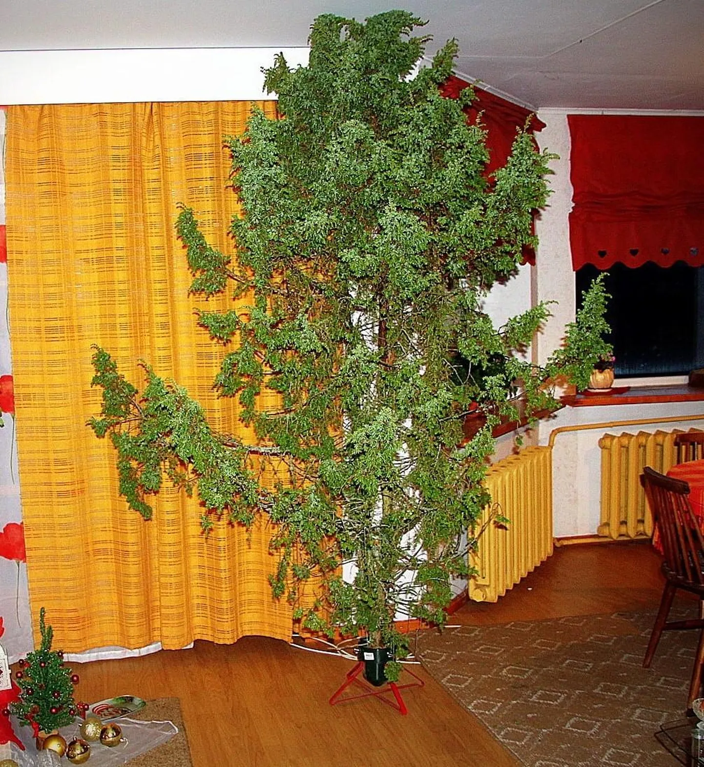 Ka kadakas võib olude sunnil täita jõulupuu ülesannet.