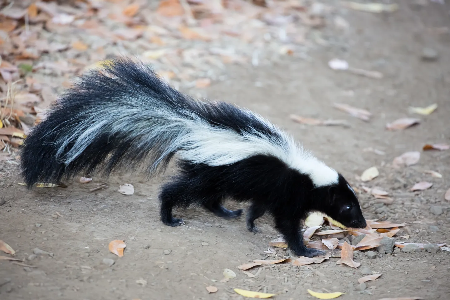 Skunk. Foto on illustratiivne.