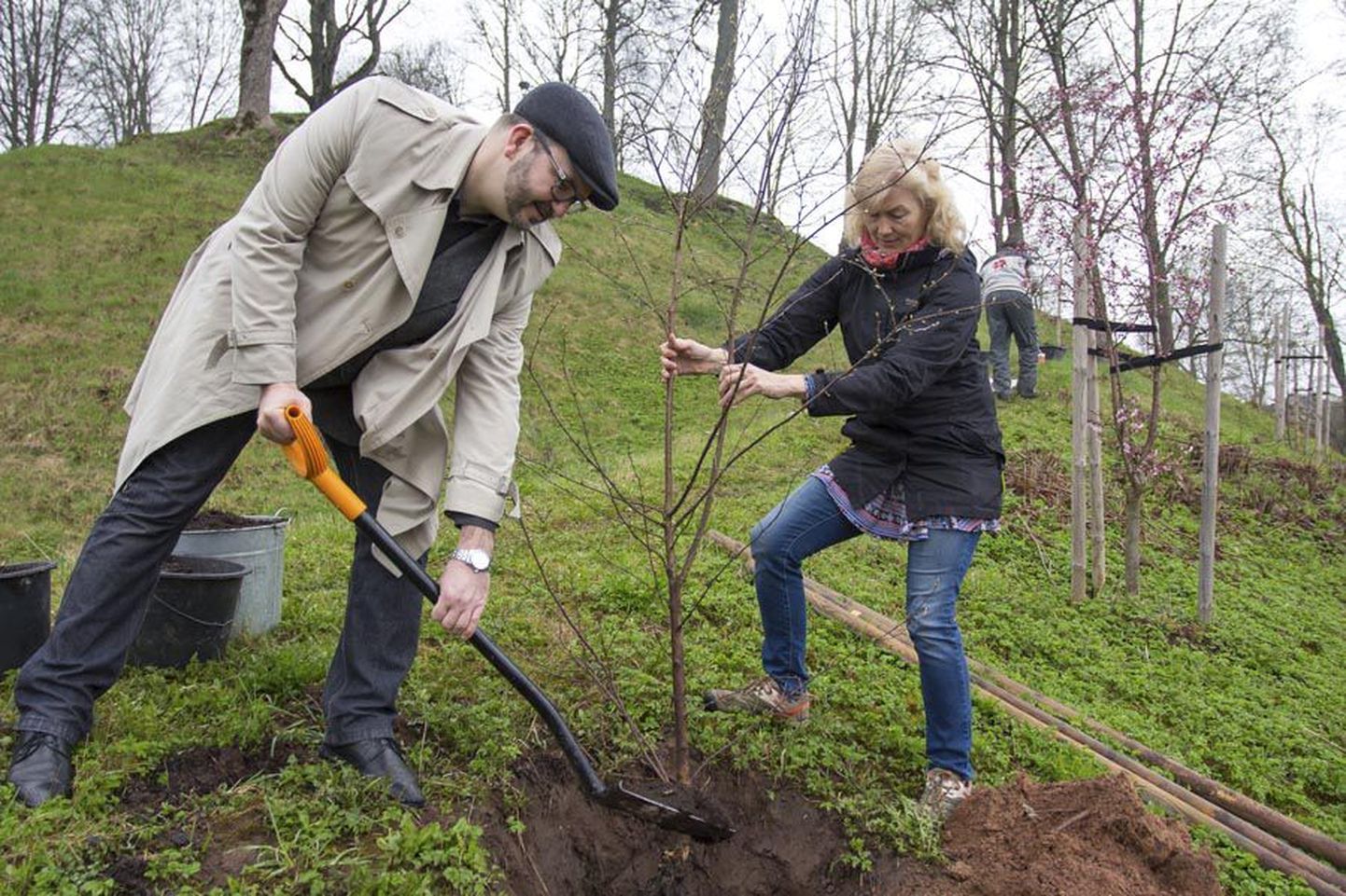 Viljandi linnapea Ando Kiviberg ning linna haljastus- ja heakorraspetsialist Ursula Mikkor istutasid kirsipuud Esimese Kirsimäe nõlvale.