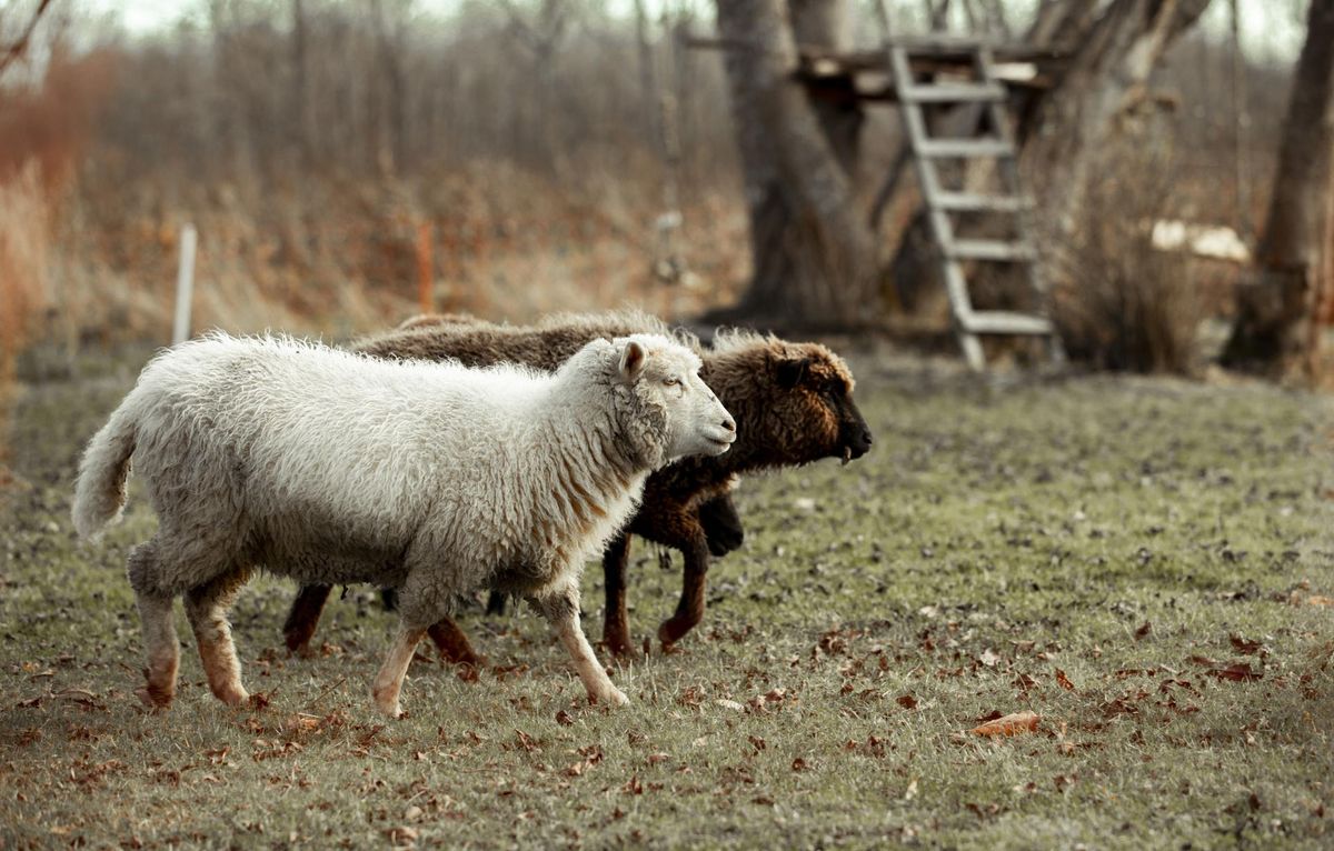 Joosep Matjus hoolitseb naabri kitsede ja lammaste eest.