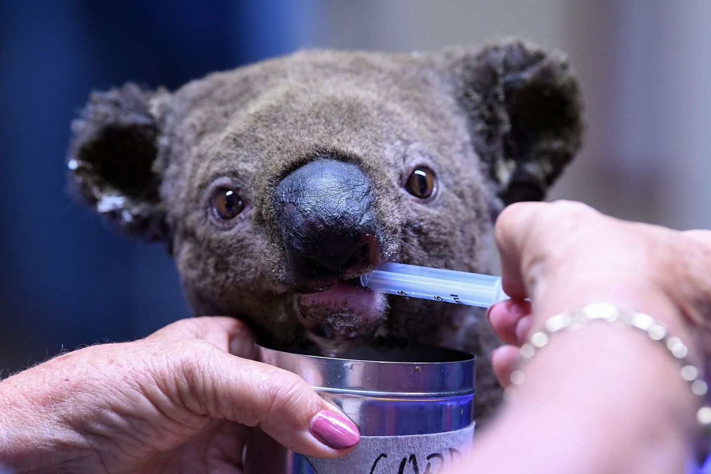 Austrālijas uzgunsgrēkos cietusi koala
