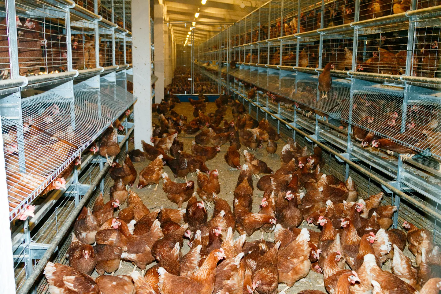 Linnu Talu kanafarm