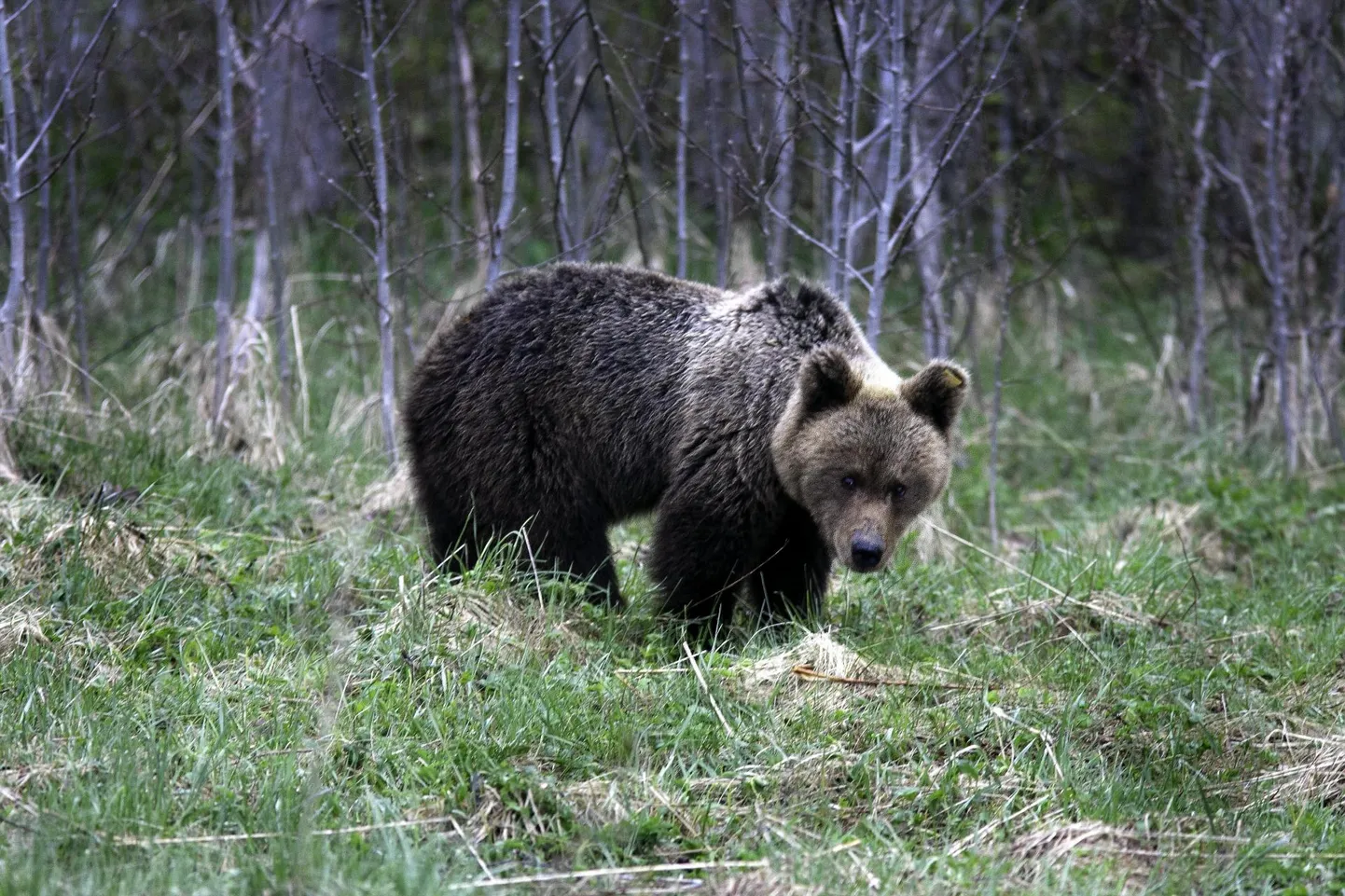 Ka tänavu on pruunkaru mitmel korral nähtud Tartu maanteel teed ületamas või tee ääres metsas.