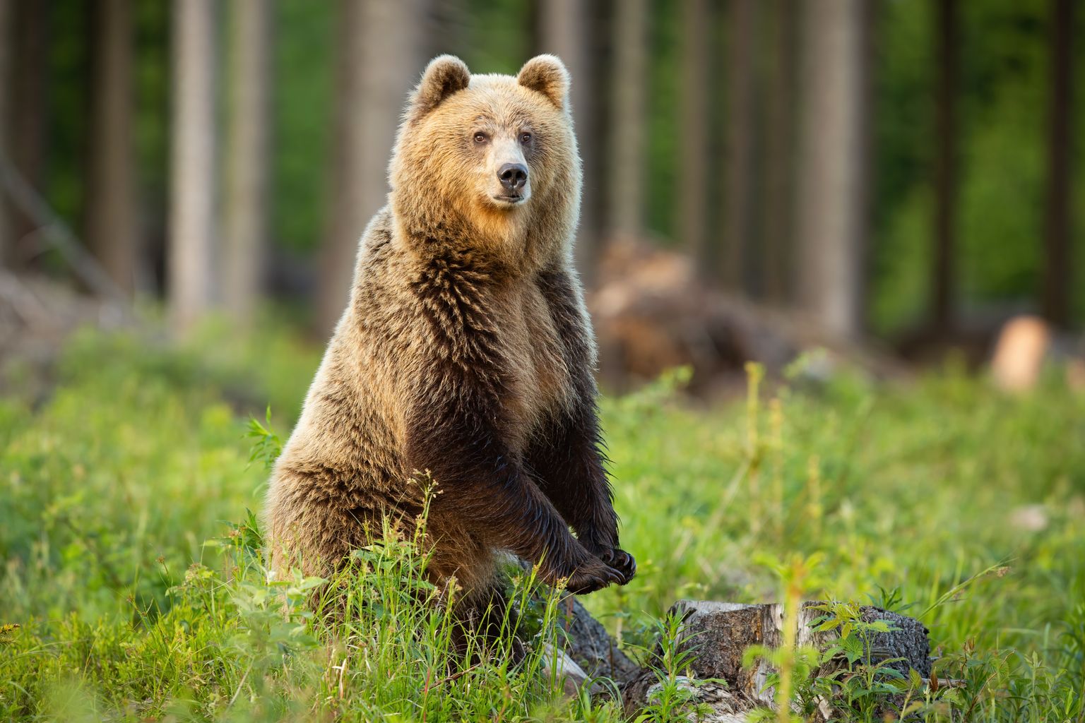 Karu tõuseb tagajalgadele selleks, et saada paremat ülevaadet ümbrusest ja see poos ei ole agressiivsusega seotud - kui karu tahab rünnata, siis teeb ta seda neljal jalal.