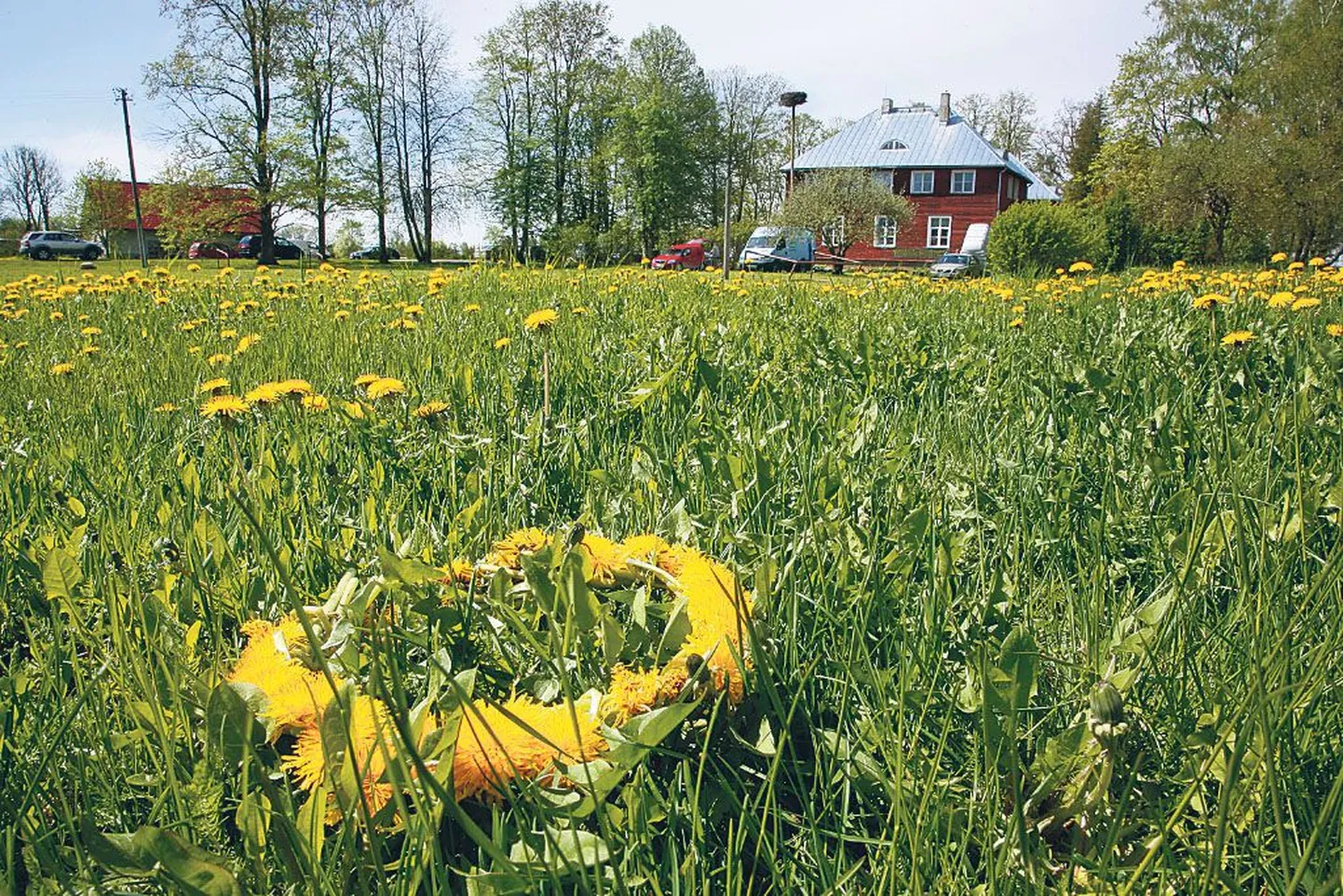 Sadu võilillefestivali külalisi kostitanud Eessalu-Neitsi külaseltsi aktiiv kandis võilillekollaseid särke, keetis, küpsetas ja korraldas, et kõigil Kihleppa saabunud taimesõpradel kahe päeva vältel lõbus oleks.