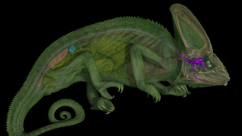 Kameeleonilt leiti midagi, mis tõepoolest olid jäänud kahe silma vahele – tuhandeteks aastateks