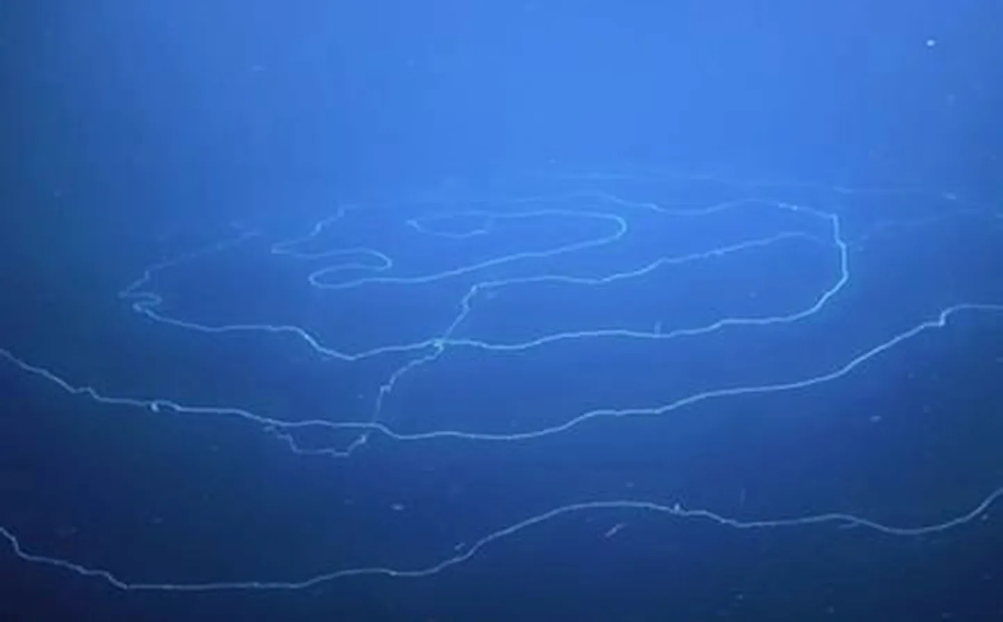 Putkloom Austraalia lääneranniku ookeanisügavustes