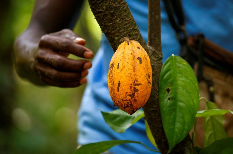 Kakaofarm Elevandiluurannikul