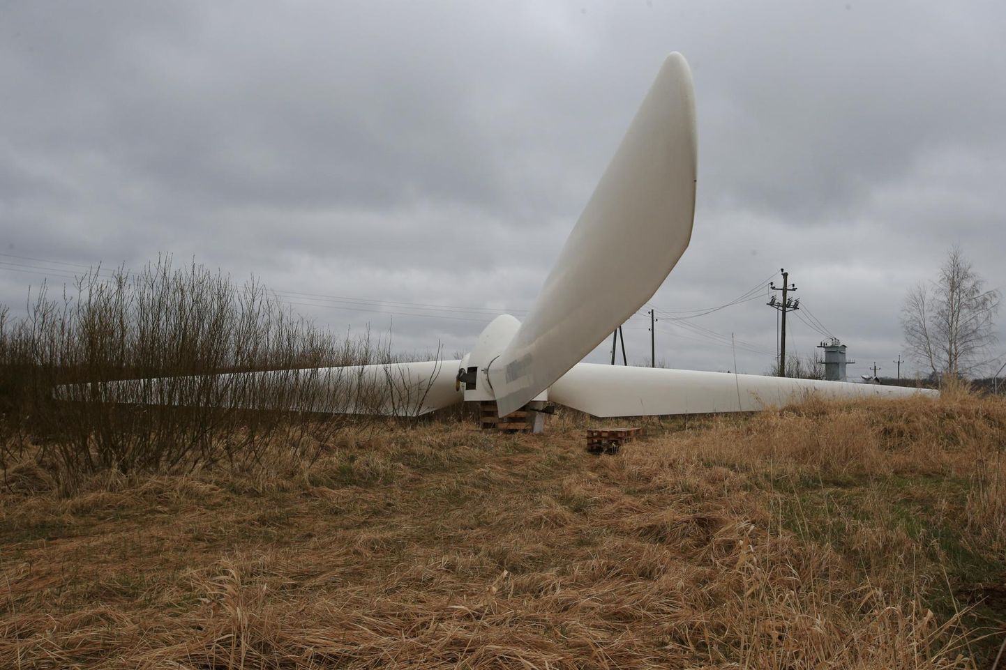 Puhja tuuliku 17 meetri pikkuste labadega tiivik lebas eile maas. Enamik selle tükke utiliseeritakse.