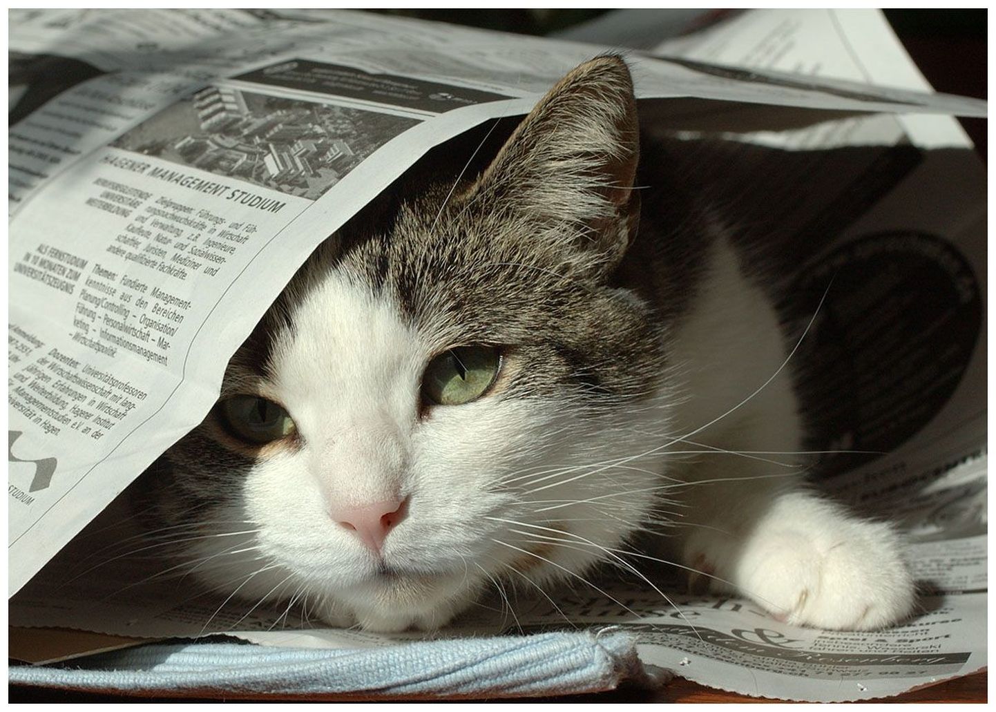 Kass ja ajaleht.