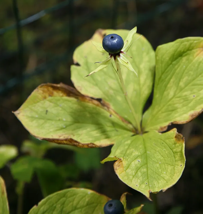 Ussilaka (Paris quadrifolia) tipus on väike rohekas õis mais ja juunis. Sellest areneb hiljem ebameeldiva maitsega sinine või sinakasmust nelja pesa ja mitme seemnega mari. Munakujulised lehed on terava tipuga, karvadeta ja lühikese rootsuga.