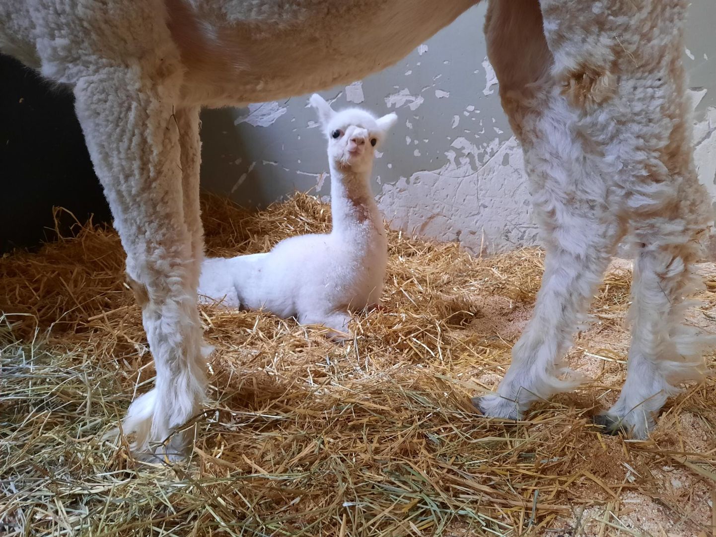 Maaülikooli loomakliinikus taastub ema Hermiine seltsis haruldase lõikuse üle elanud veel nimetu väike alpaka.