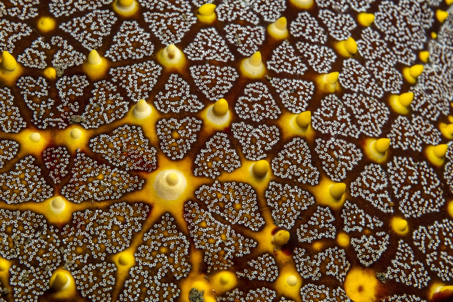LSD mõjude uurimine näitas ootamatult, kuidas toimib tähenduslikkuse tajumise ajukeemia.