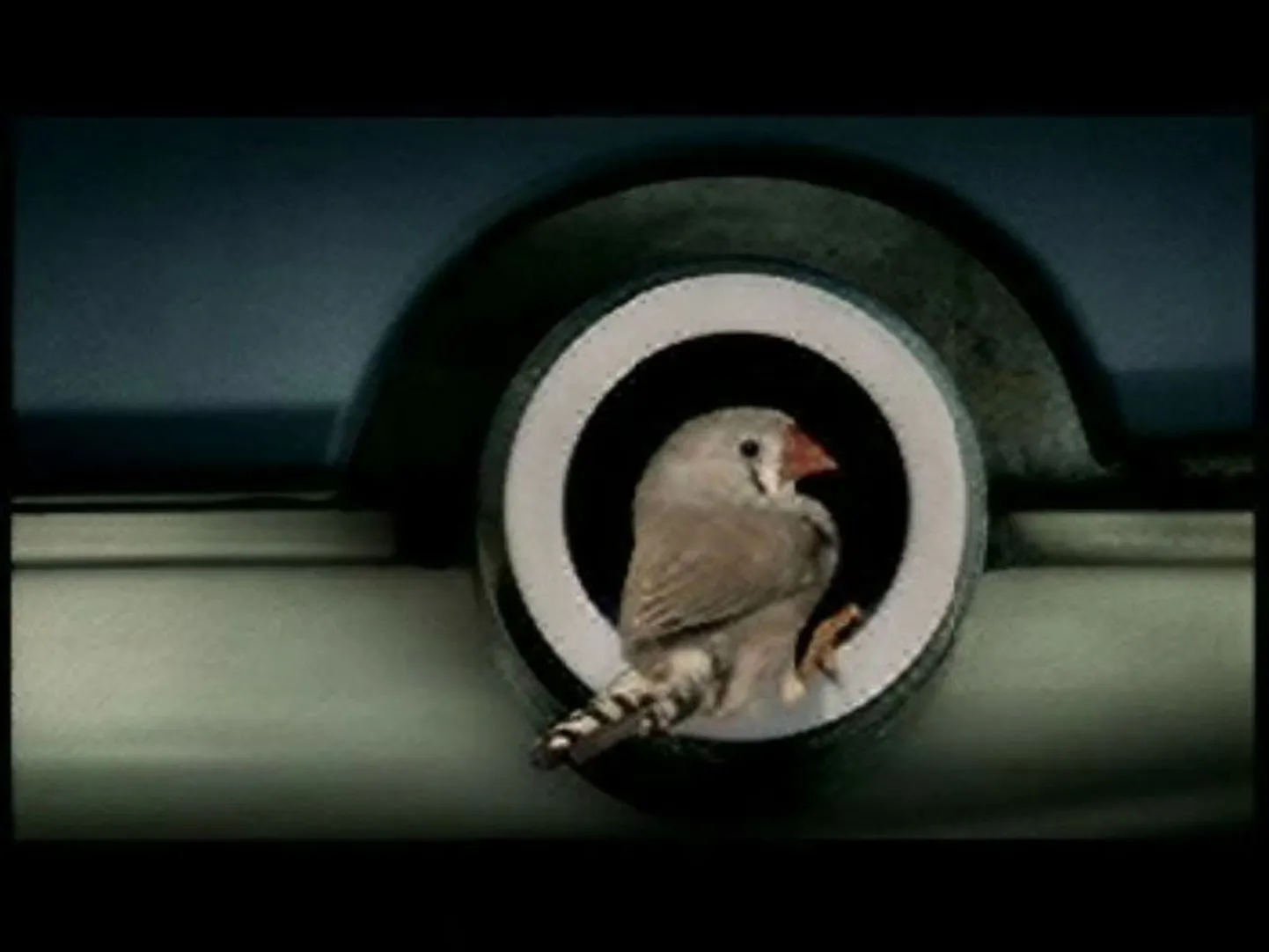 Statoili väävlivaba kütust reklaamivad linnud läbisid nädalase treeningu, et korralikult sumbutit kujutavast torust sisse ja välja lennata.