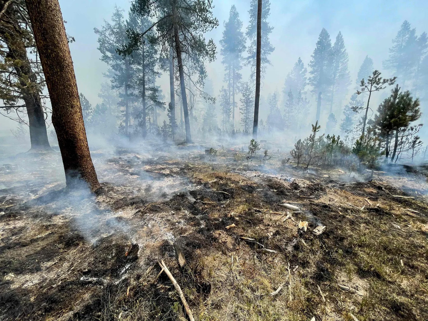 Metsapõleng