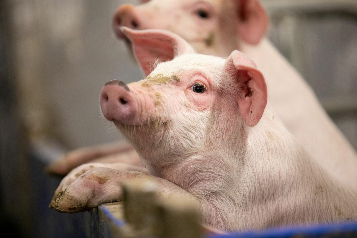 Viimase kümne aasta jooksul on sigade arv Eestis püsinud 300 000 ümber.