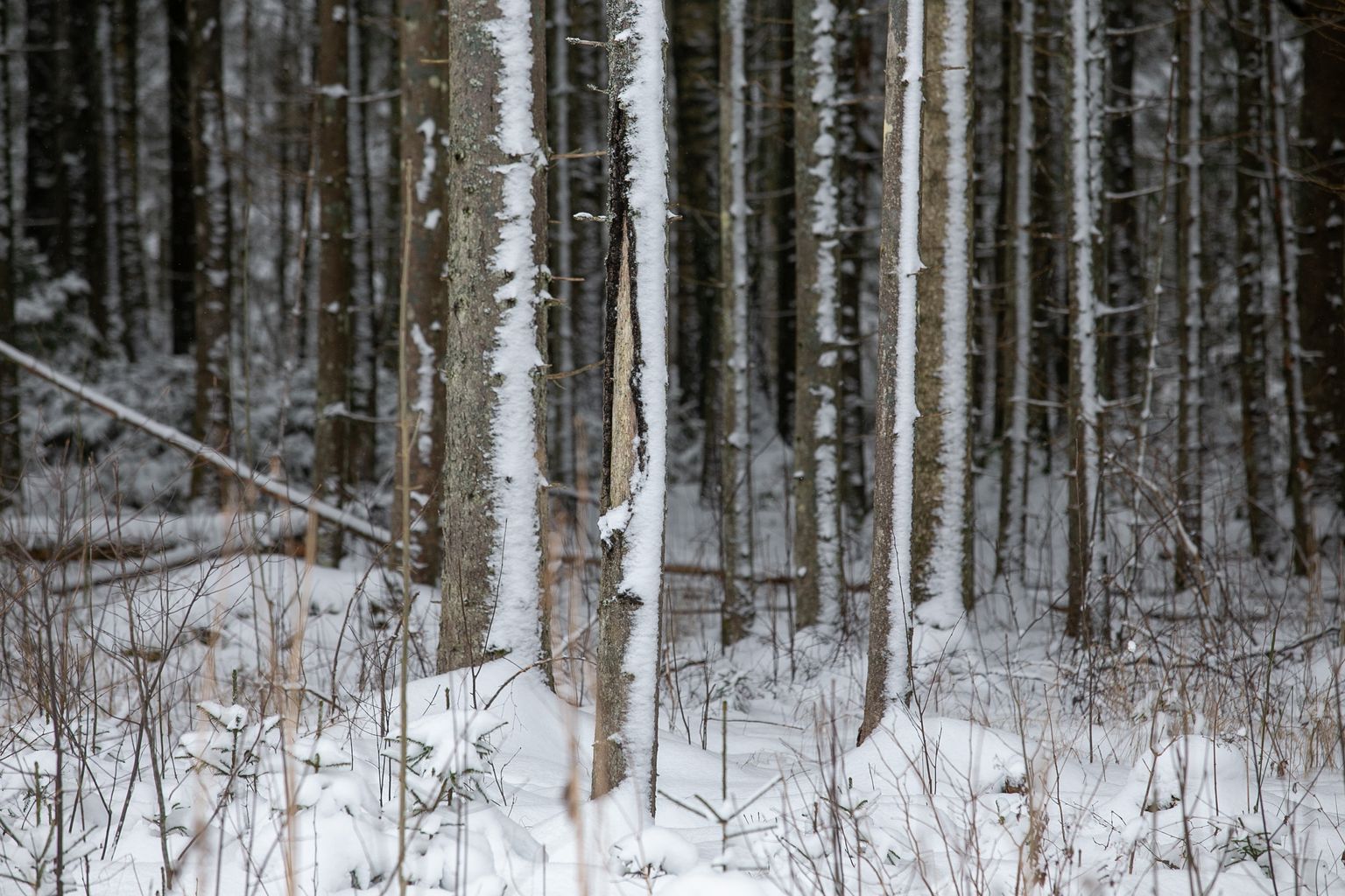 EMPL-i väitel on juba praegu Eesti olukorras, kus liiga suur osa majandusmetsast on saavutanud küpsusvanuse – ligi 40 protsenti metsadest on vanemad kui 60 aastat