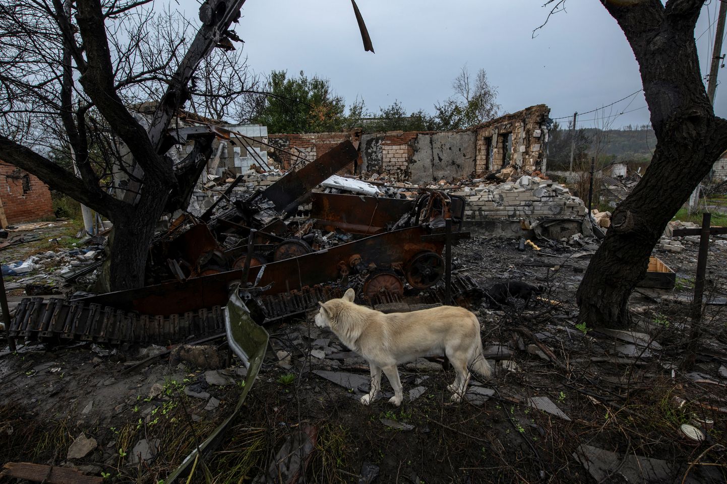 Hävinenud Kamianka küla, kuhu pole peale kodutute koerte jäänud enam hingelistki
