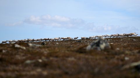 Norras registreeriti põhjapõtrade väga ebatavaline suremus