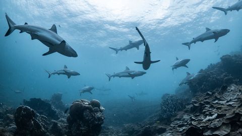 ERAKORDSED LOOD ⟩ Haidele pühendatud nädal keskendub ookeani märulikangelastele